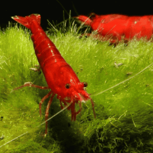 NEOCARIDINA BLOODY MARY