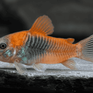 CORYDORAS