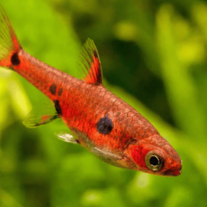RASBORA MACULATAS