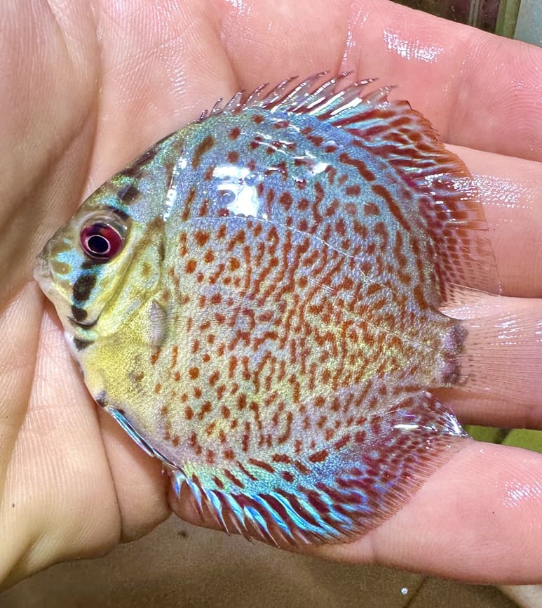 discus pantera discus pantera