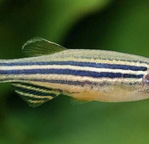 danio