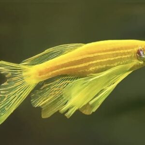 danio gold pinne velo