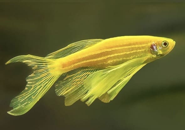 danio gold pinne velo