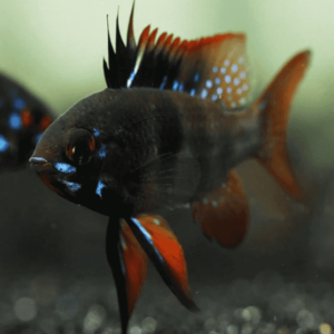 RAMIREZI BLACK