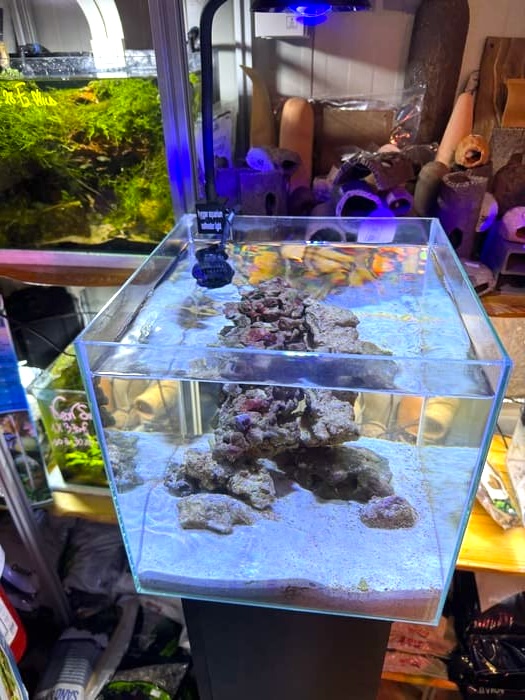 mini reef