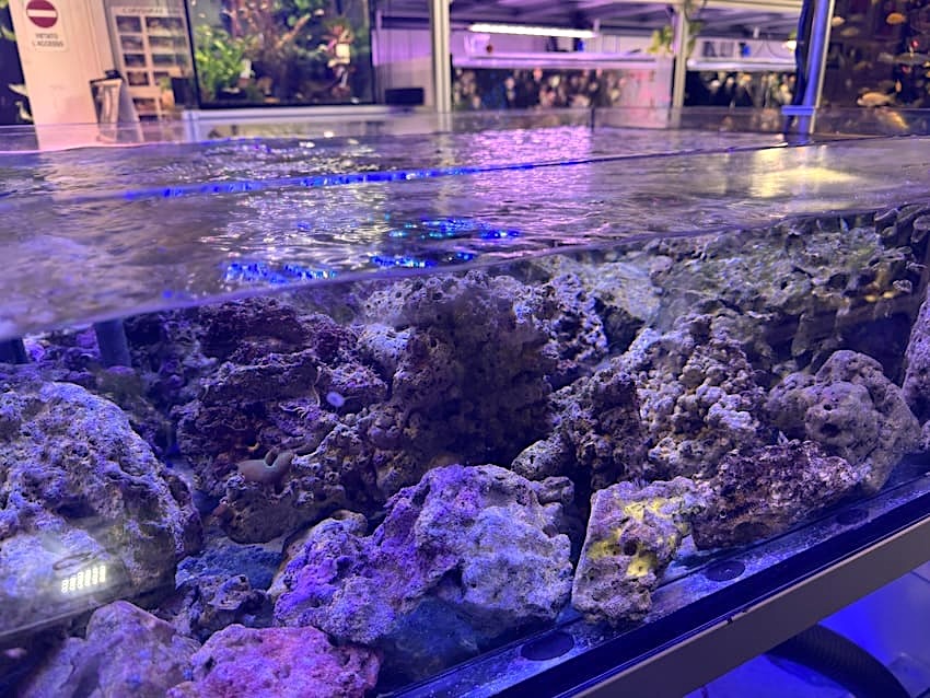 acquario marino oasi discus farm