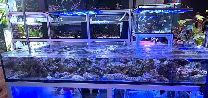 acquario marino