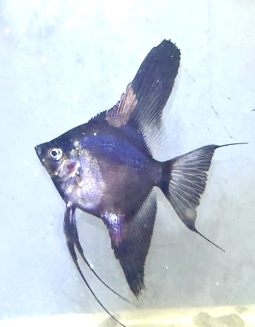 SCALARE BLACK PARAìBA