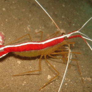 lysmata grabhami