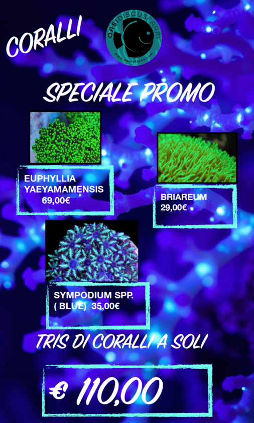 Sympodium spp. (Blue)