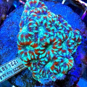 Acanthastrea