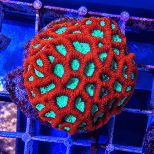 Acanthastrea lordhowensis