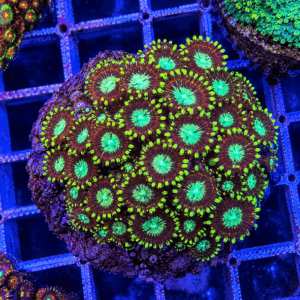 goniopora