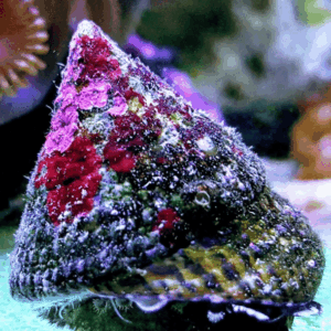 Trochus maculatus