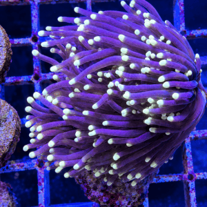 euphyllia labrescens black torch